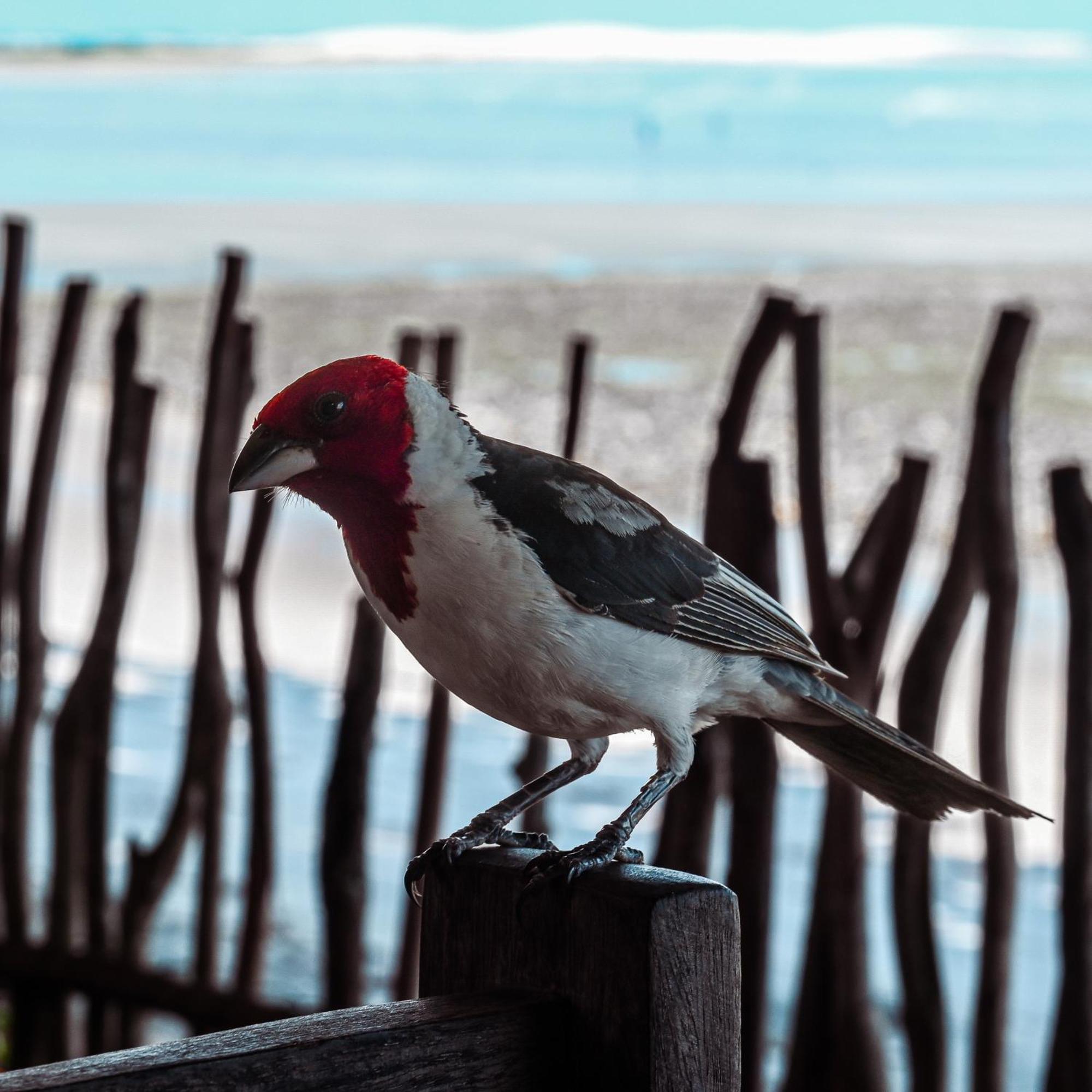 Pousada Ponta Da Pedra Jijoca de Jericoacoara Buitenkant foto